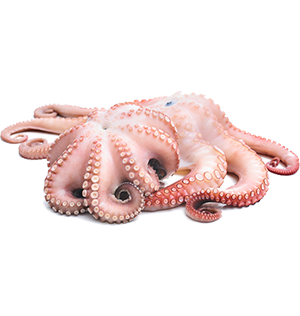 Octopus (Whole Cleaned)